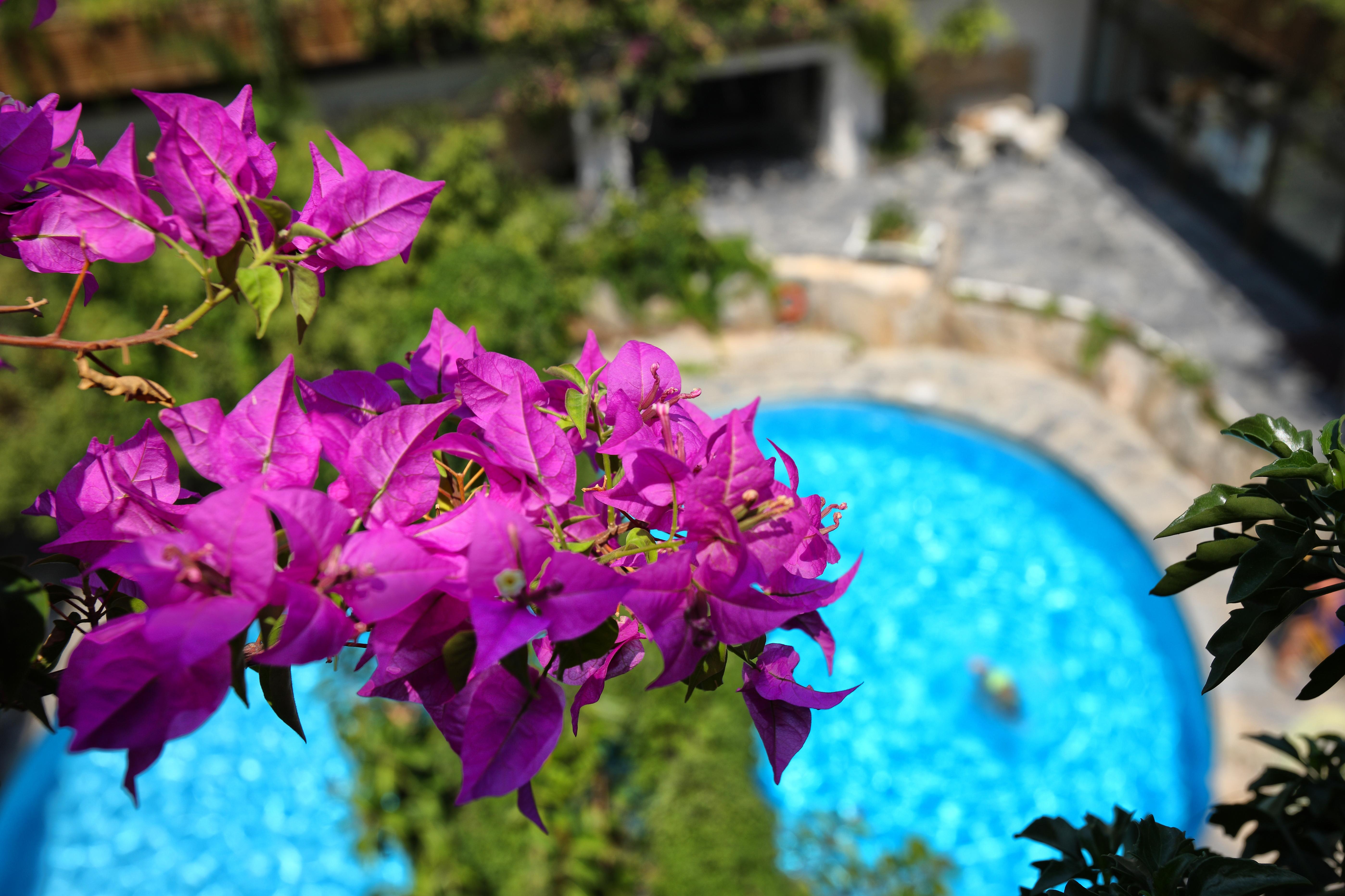Sitia Beach City Resort & Spa Bagian luar foto Bougainvillea flowers